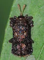 Octotoma marginicollis - photo 4