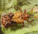 Octotoma marginicollis - photo 5