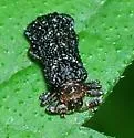 Octotoma plicatula