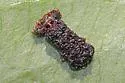 Octotoma plicatula - photo 2
