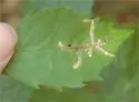 Octotoma plicatula - photo 3
