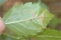 Octotoma plicatula - photo 4