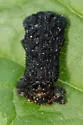 Octotoma plicatula - photo 5