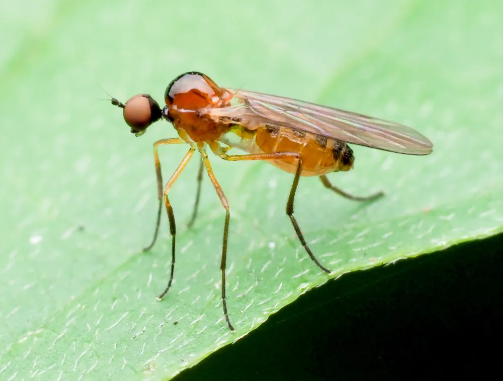 Ocydromia glabricula