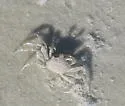 Atlantic Ghost Crab