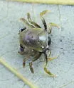Atlantic Ghost Crab - photo 2