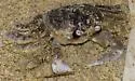 Atlantic Ghost Crab - photo 3
