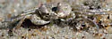 Atlantic Ghost Crab - photo 4
