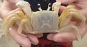 Atlantic Ghost Crab - photo 5