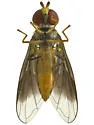 Ocyptamus antiphates
