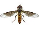 Ocyptamus antiphates - photo 2