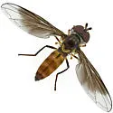 Ocyptamus antiphates - photo 3