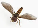 Ocyptamus antiphates - photo 4