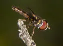 Ocyptamus antiphates - photo 5