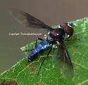 Ocyptamus dimidiatus
