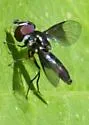 Ocyptamus dimidiatus - photo 2