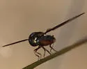 Ocyptamus dimidiatus - photo 4