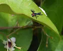 Ocyptamus dimidiatus - photo 5