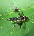Ocyptamus gastrostactus