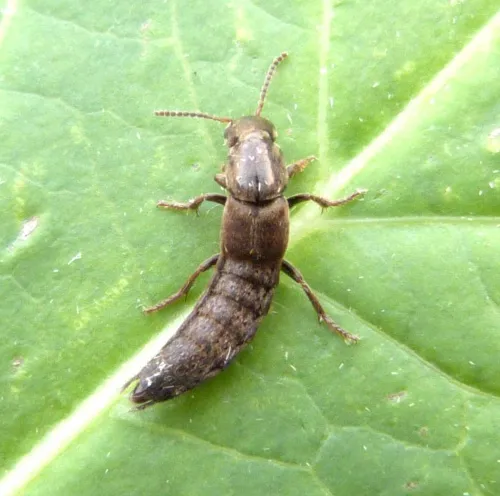 Ocypus aeneocephalus