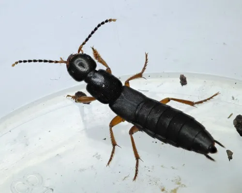 Ocypus brunnipes