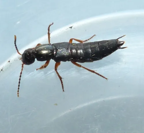 Ocypus brunnipes - photo 2