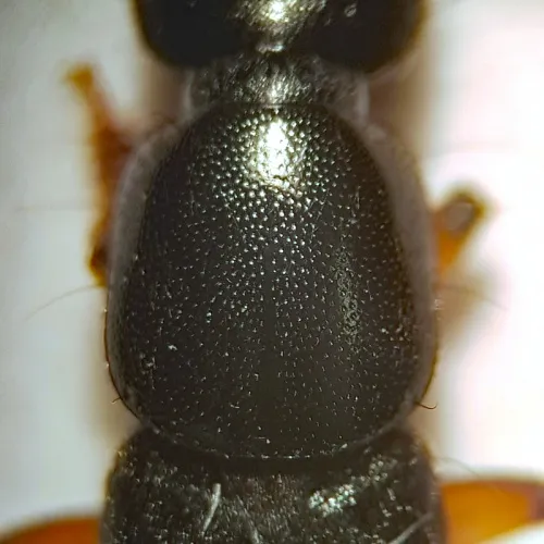 Ocypus brunnipes - photo 3