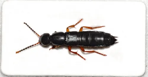 Ocypus brunnipes - photo 4