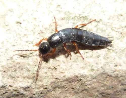 Ocypus brunnipes - photo 5