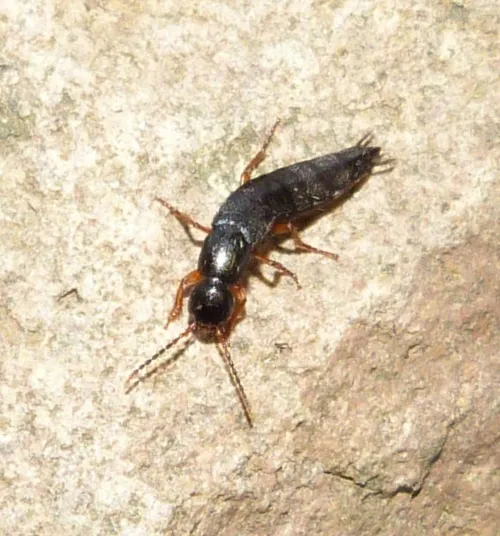 Ocypus brunnipes - photo 6