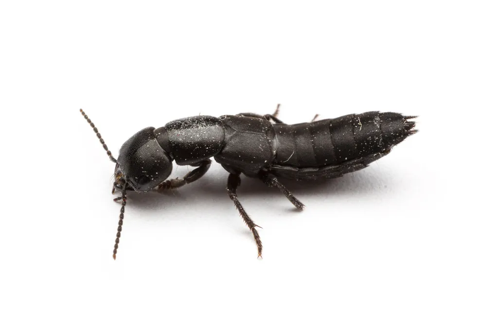 Ocypus nitens