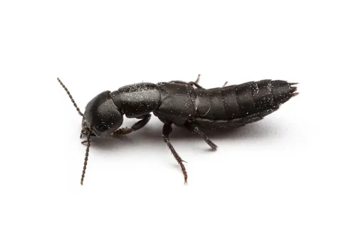 Ocypus nitens - photo 2