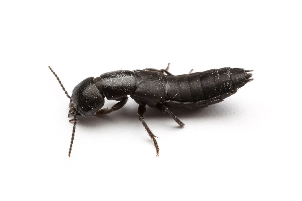 Ocypus nitens - photo 3