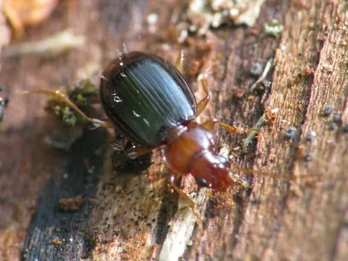 Ocys harpaloides/tachysoides - photo 3
