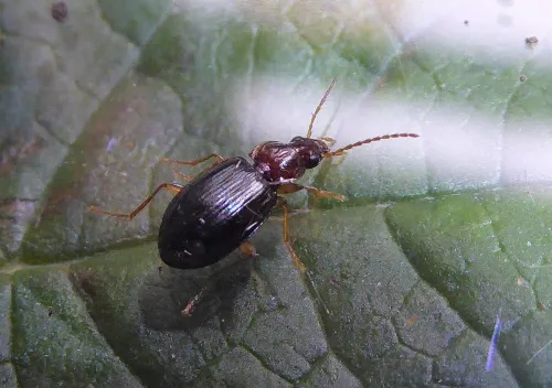 Ocys harpaloides/tachysoides - photo 5