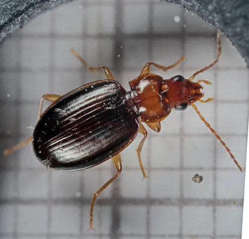 Ocys harpaloides/tachysoides - photo 6