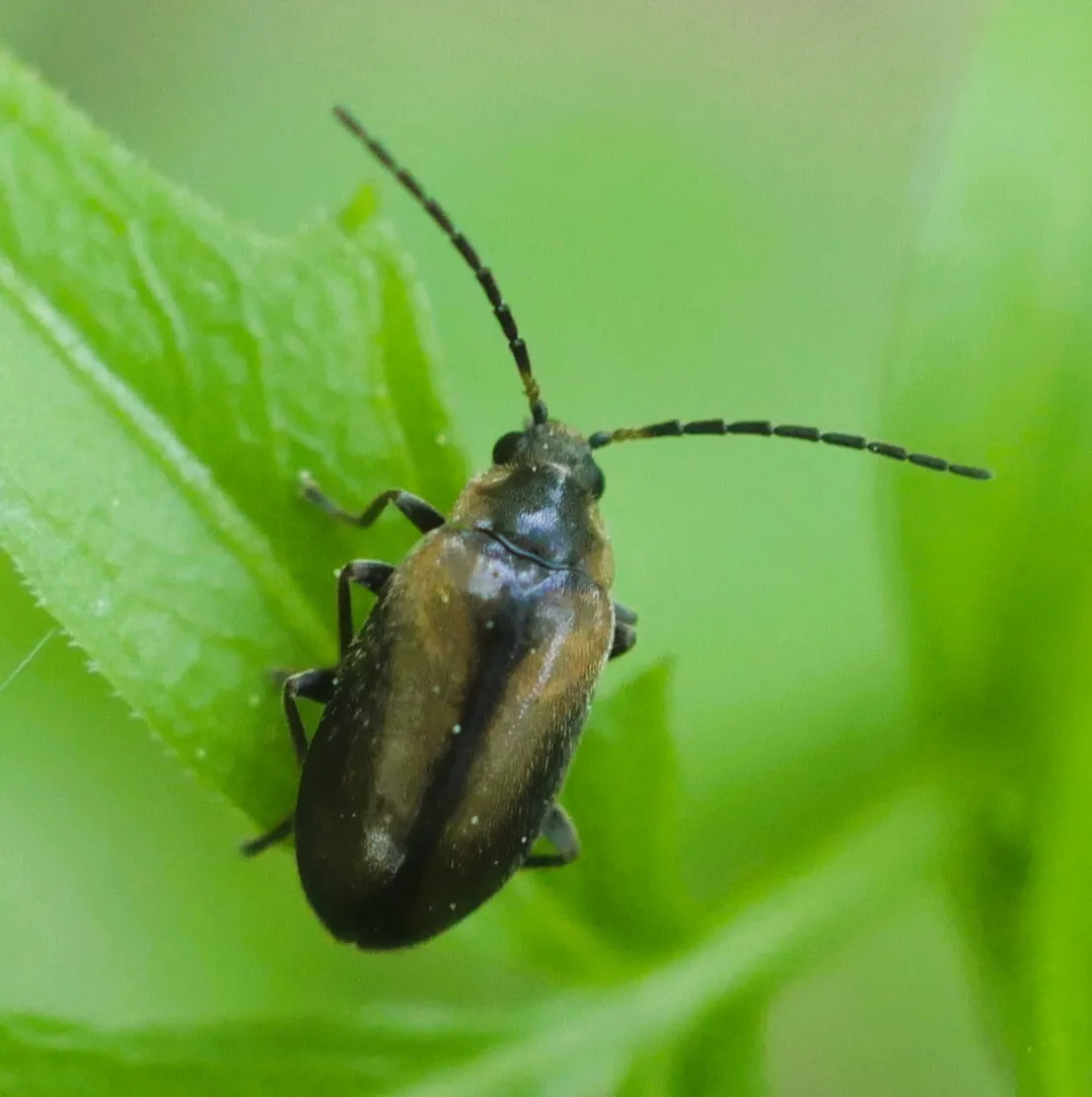Odeles marginata - photo 3
