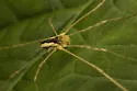 Odiellus nubivagus