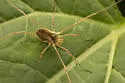 Odiellus nubivagus - photo 3