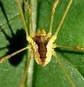 Odiellus nubivagus - photo 4