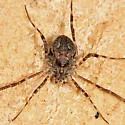 Odiellus pictus