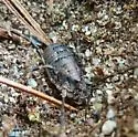 Odiellus pictus - photo 2