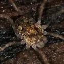 Odiellus pictus - photo 3