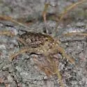 Odiellus pictus - photo 4