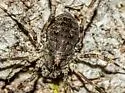 Odiellus pictus - photo 5