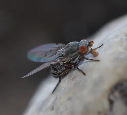 Odinia boletina