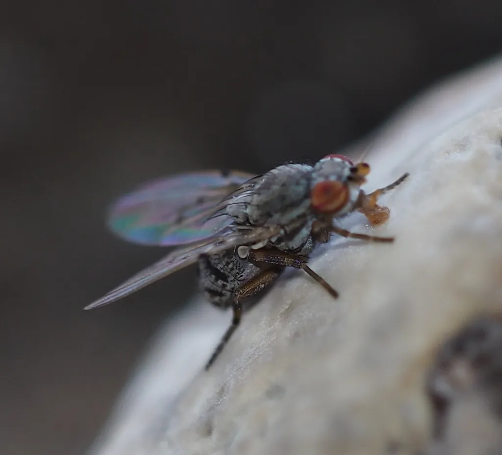 Odinia boletina - photo 2