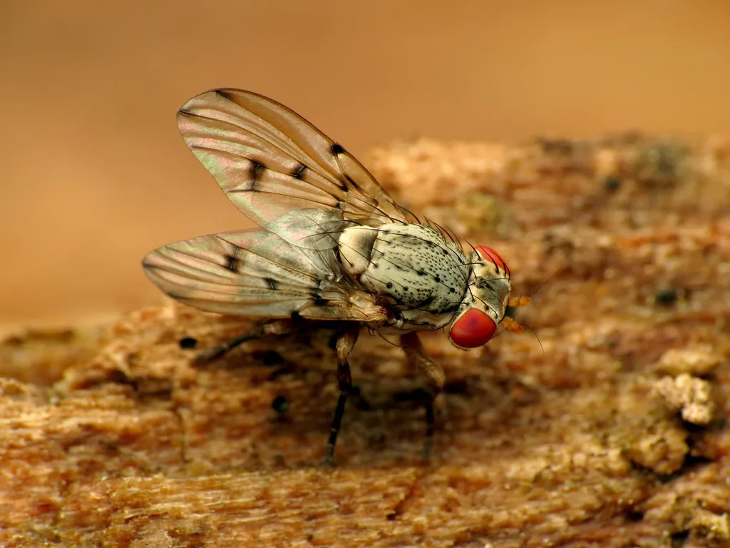 Odinia conspicua