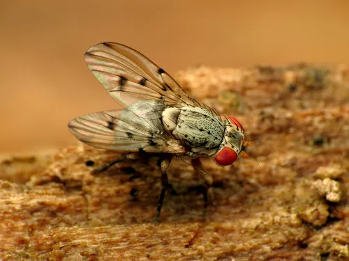 Odinia conspicua - photo 2