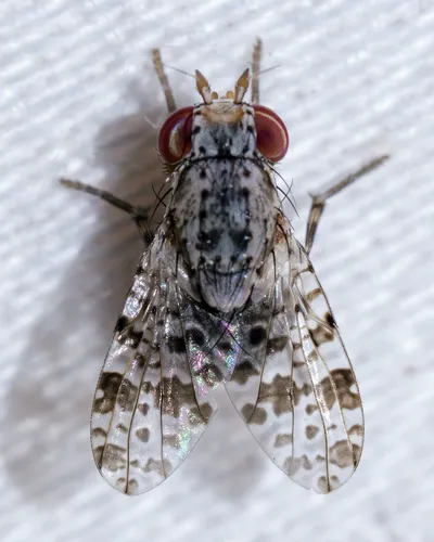 Odinia coronata